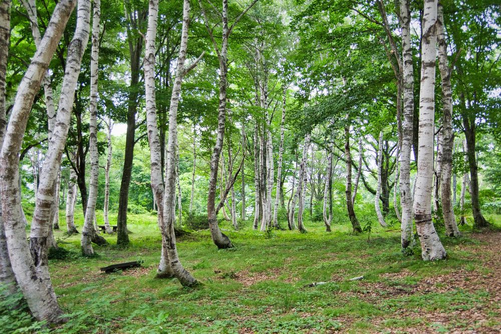 笹ヶ峰牧場の画像 - 5枚目