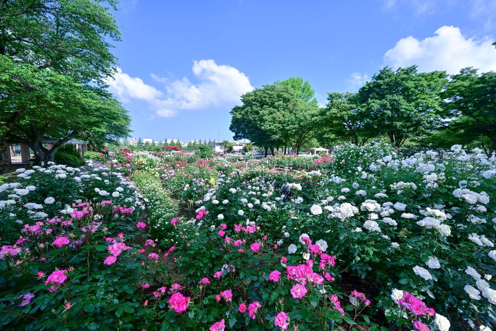 金沢南総合運動公園 バラ園