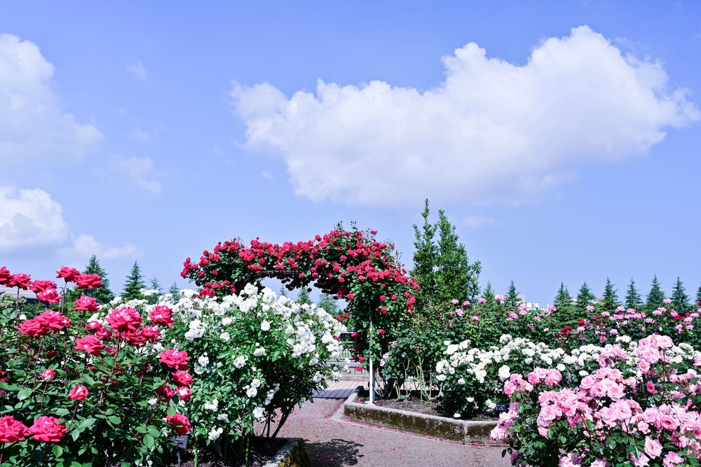 金沢南総合運動公園 バラ園の画像 - 4枚目
