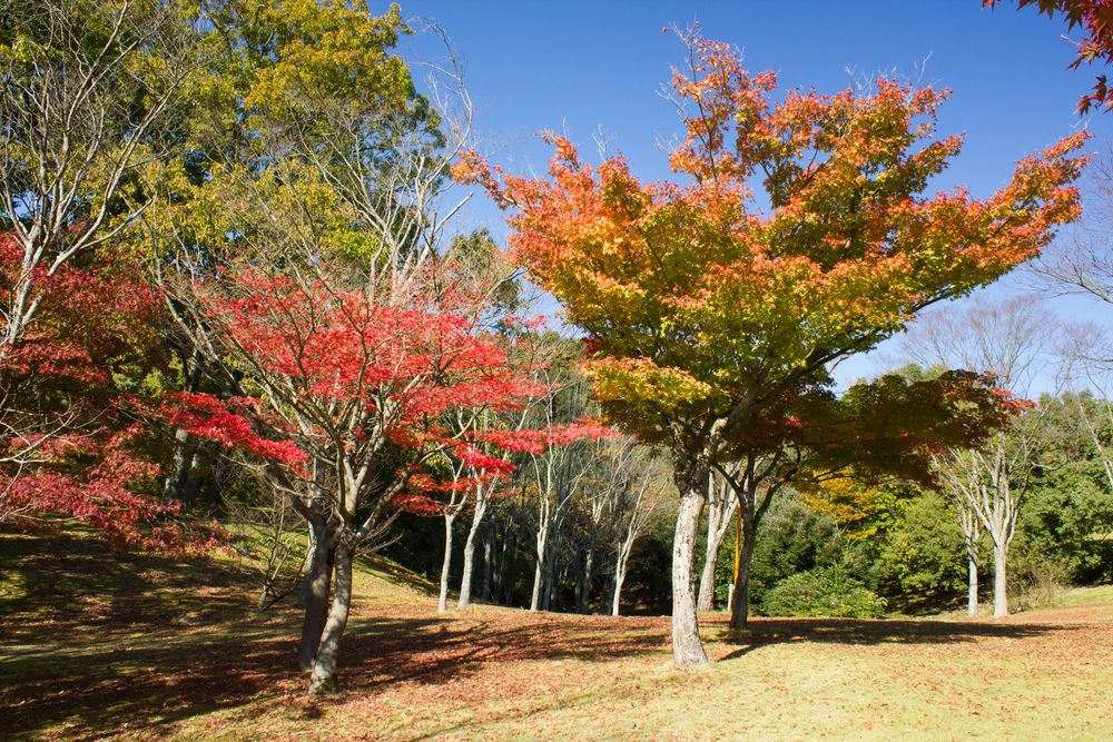 石川県森林公園の画像 - 2枚目