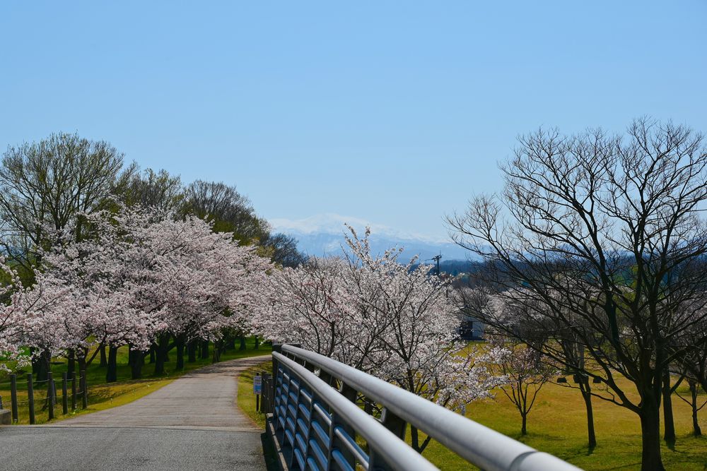木場潟公園の画像 - 3枚目