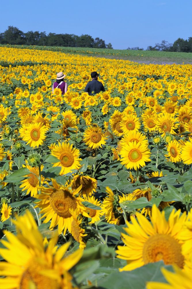 北竜町ひまわりの里の画像 - 4枚目