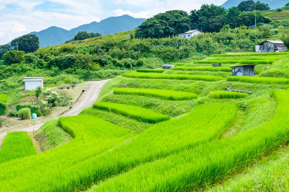 姨捨の棚田の画像 - 3枚目