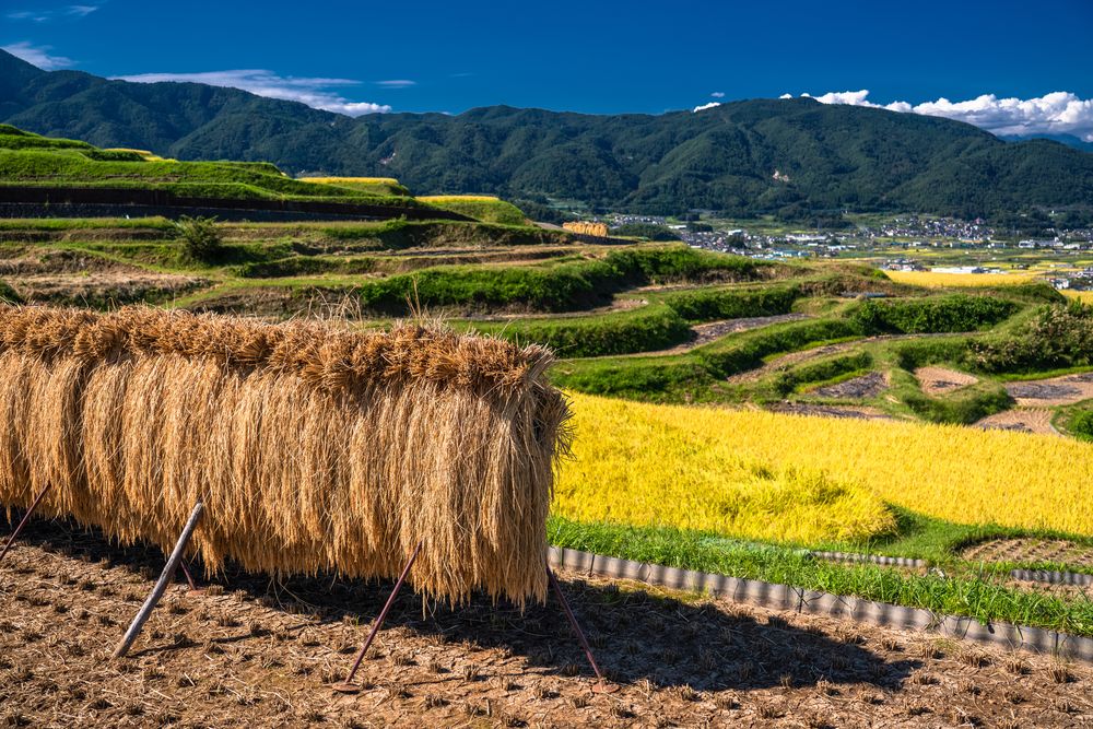 姨捨の棚田の画像 - 4枚目