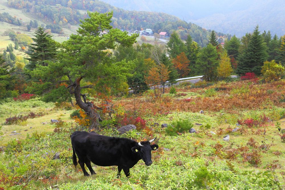 山田牧場の画像 - 2枚目