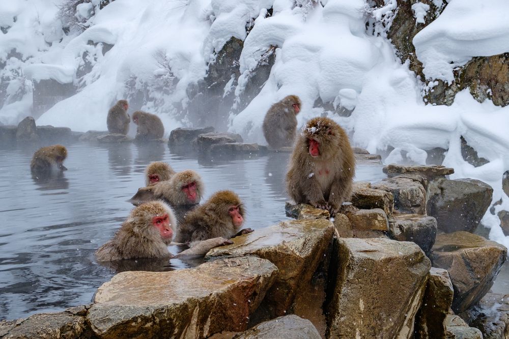 地獄谷温泉】の周辺スポット・アクセス・口コミ - Prism Japan