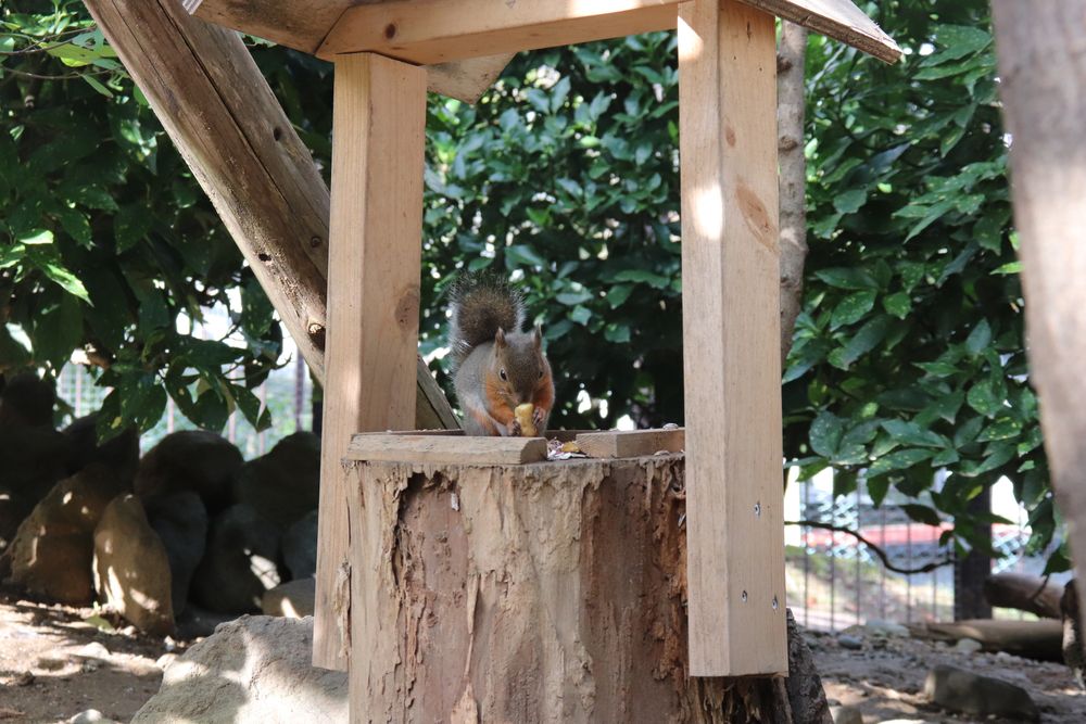 長野市城山動物園の画像 - 4枚目