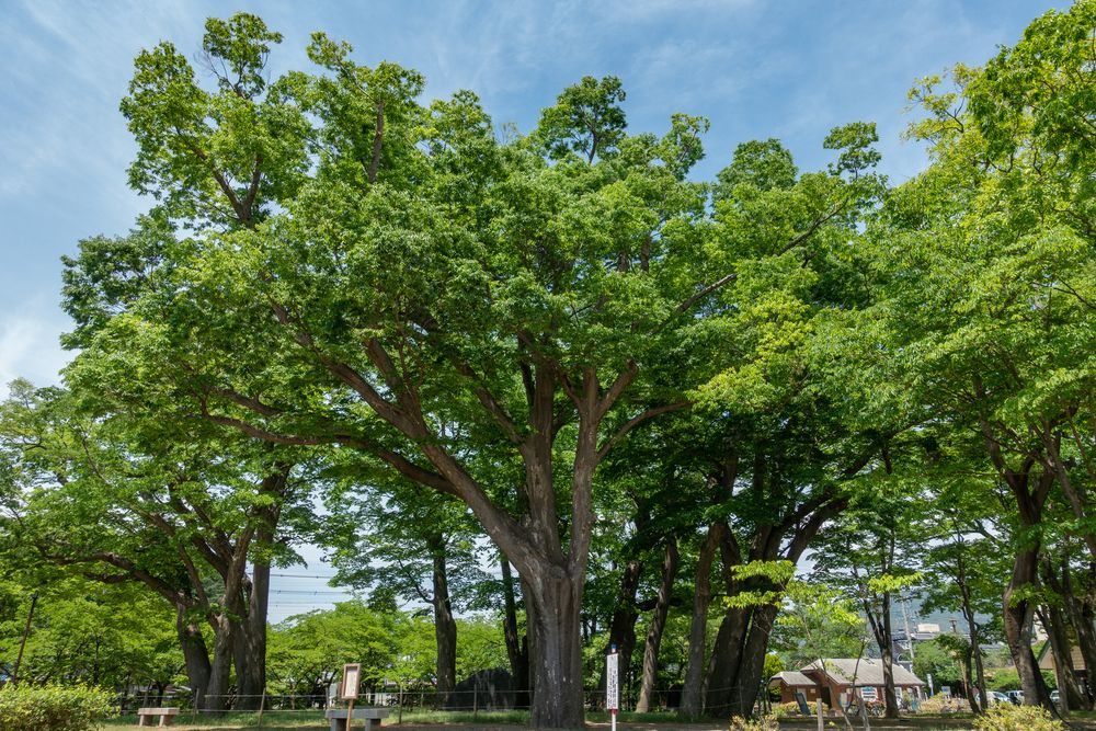 あがたの森公園の画像 - 2枚目