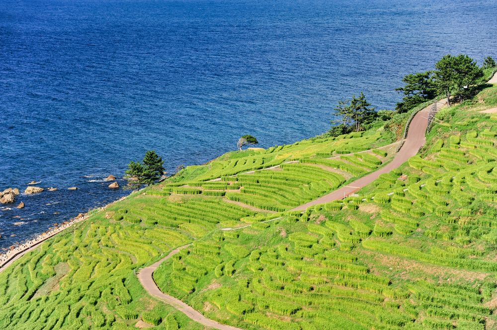 白米千枚田の画像 - 2枚目