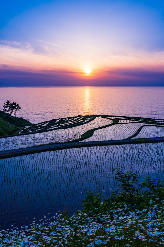 白米千枚田の画像 - 3枚目