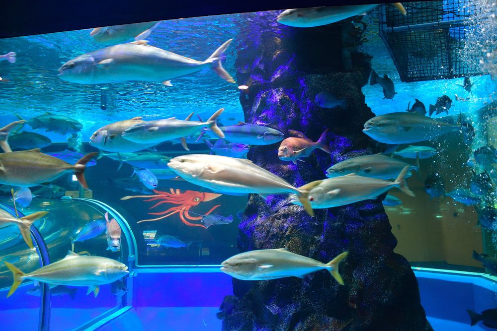 魚津水族館の画像 - 4枚目