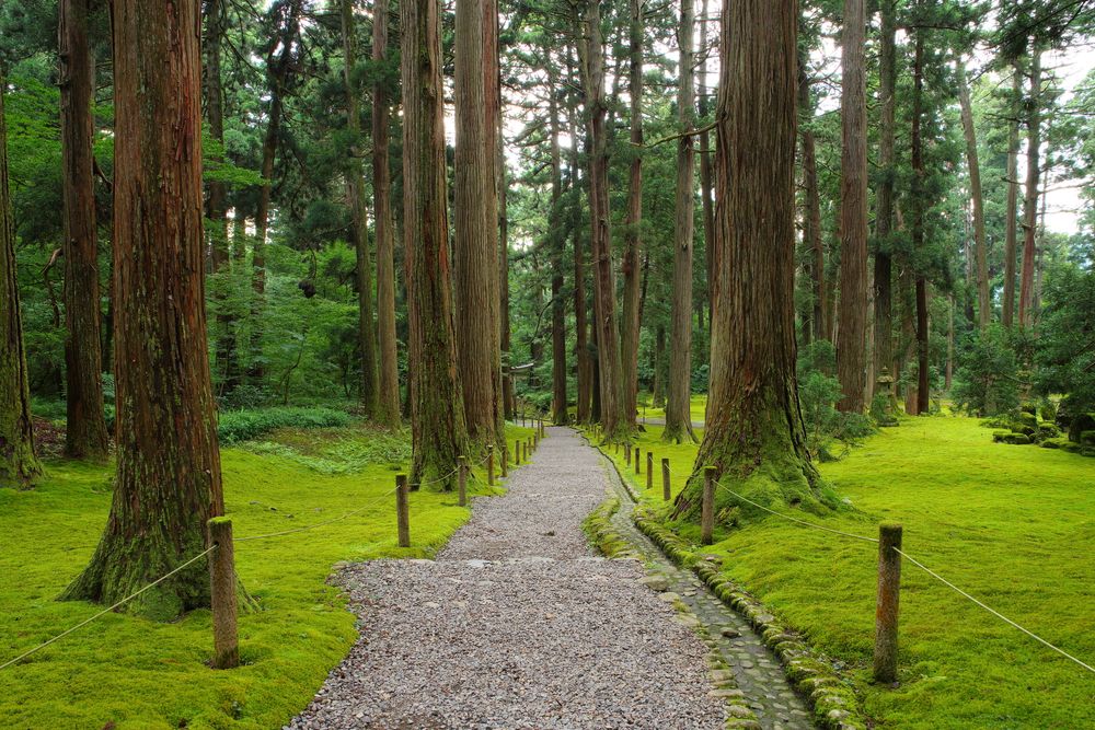平泉寺白山神社の画像 - 4枚目