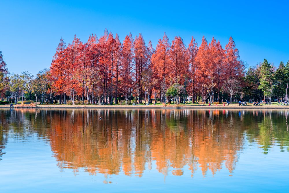 水元公園の画像 - 2枚目