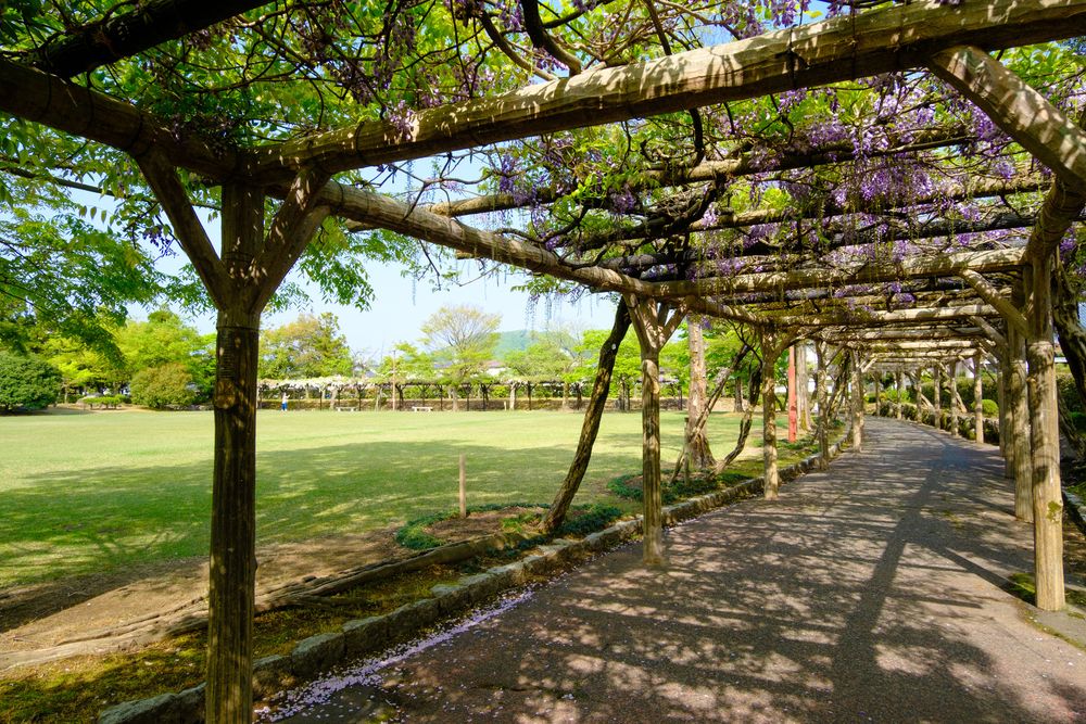 紫式部公園の画像 - 3枚目