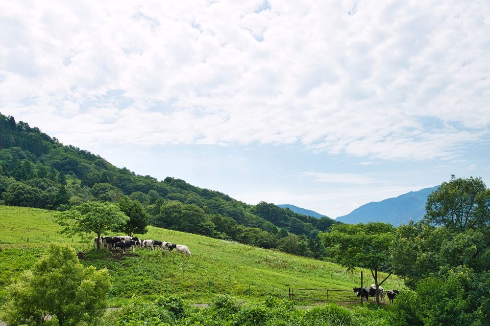福井県奥越高原牧場の画像 - 2枚目
