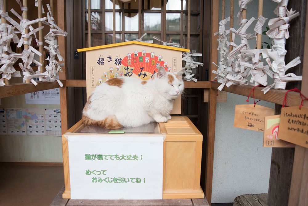 御誕生寺の画像 - 3枚目