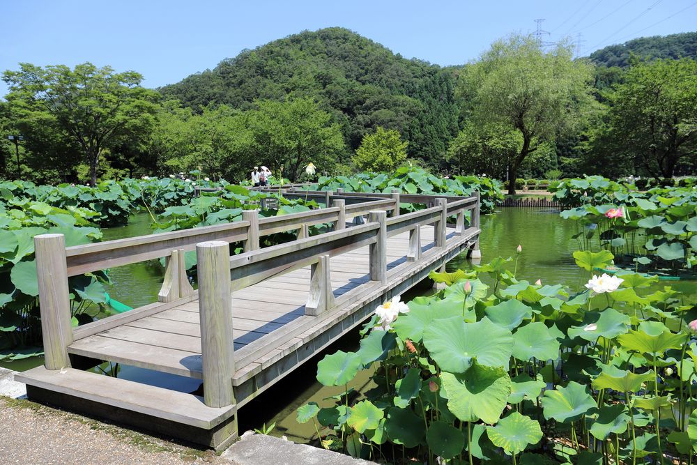 花はす公園の画像 - 2枚目