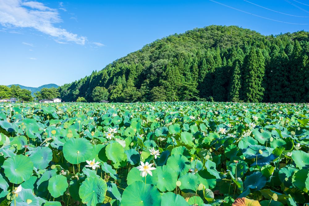 花はす公園の画像 - 3枚目