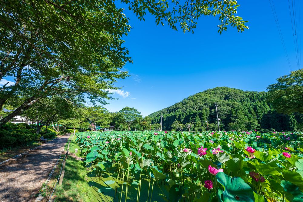 花はす公園の画像 - 4枚目