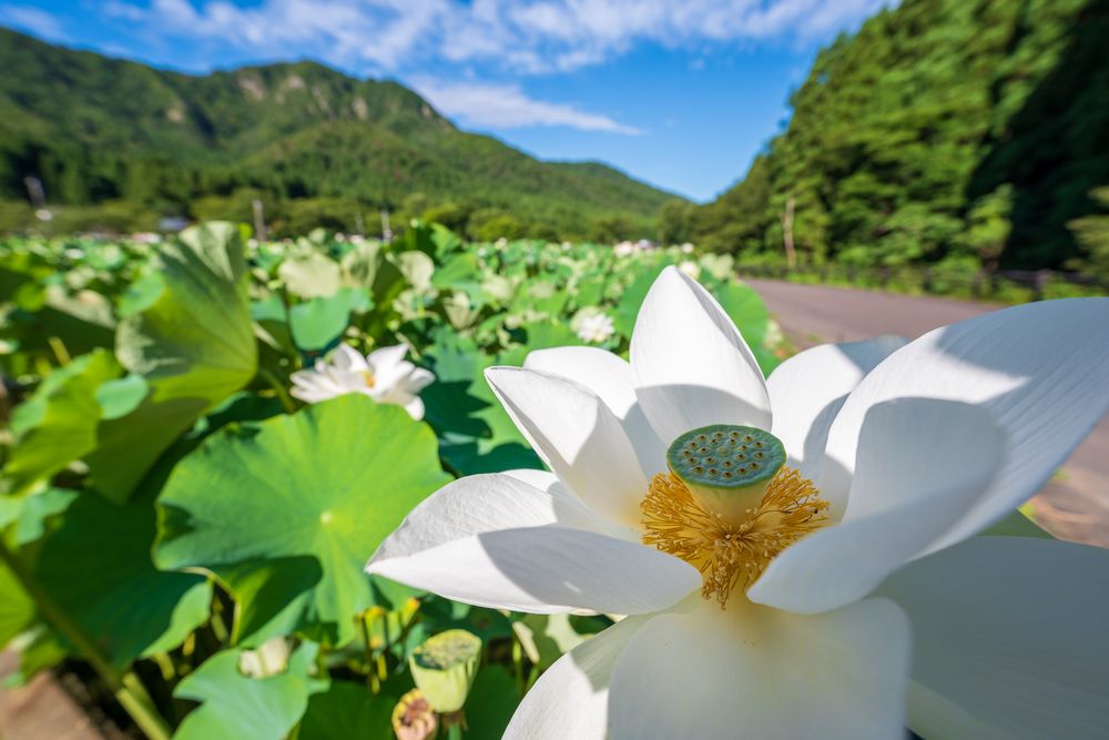 花はす公園の画像 - 5枚目