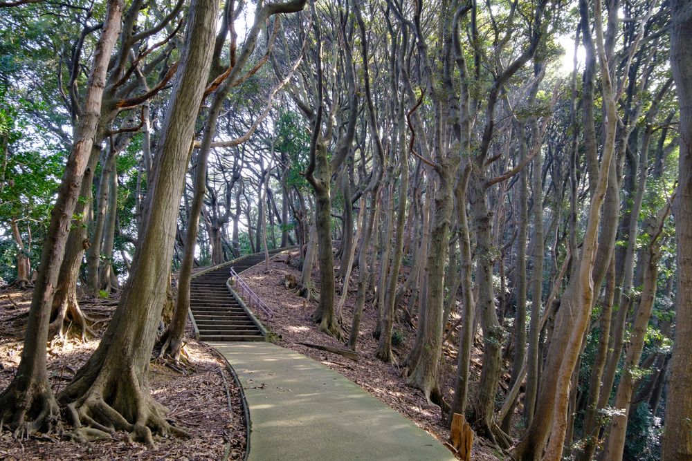 金ヶ崎城跡の画像 - 4枚目