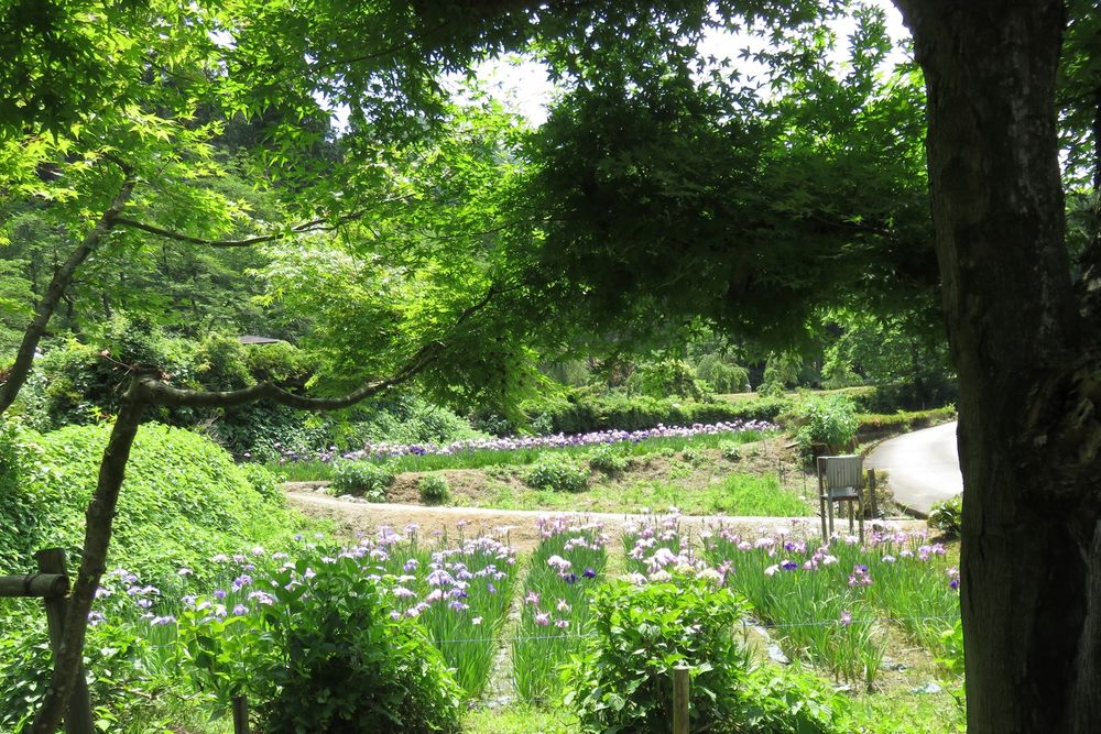 花菖蒲園の画像 - 2枚目
