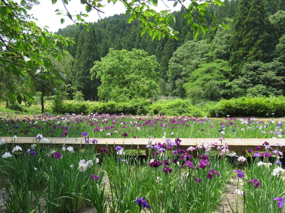 花菖蒲園の画像 - 3枚目