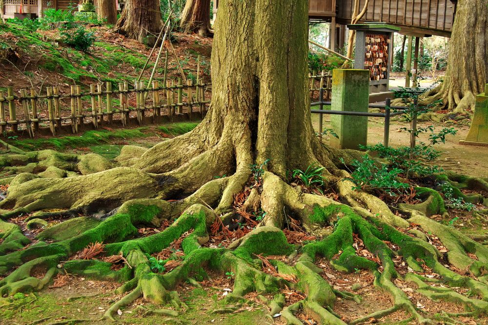 三國神社の画像 - 2枚目