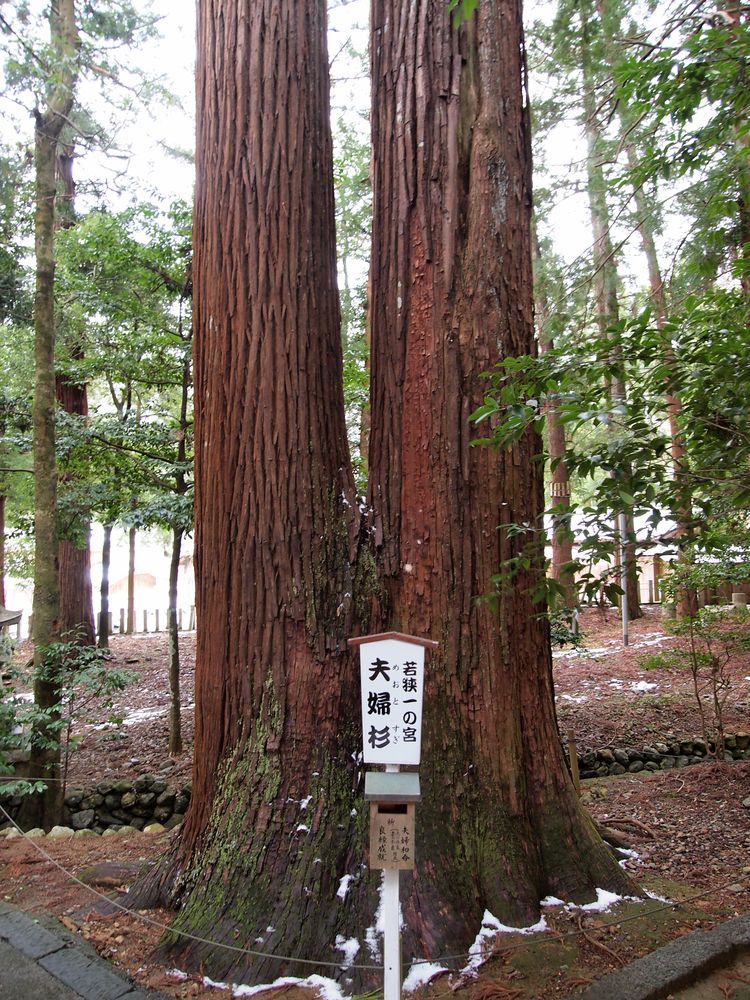 若狭彦神社の画像 - 4枚目