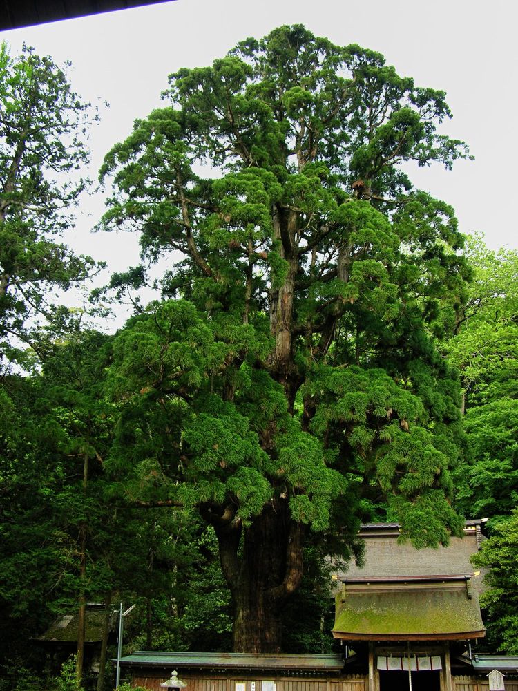 若狭彦神社の画像 - 5枚目