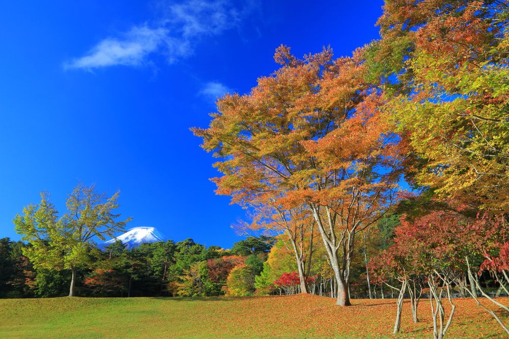 諏訪の森自然公園の画像 - 3枚目