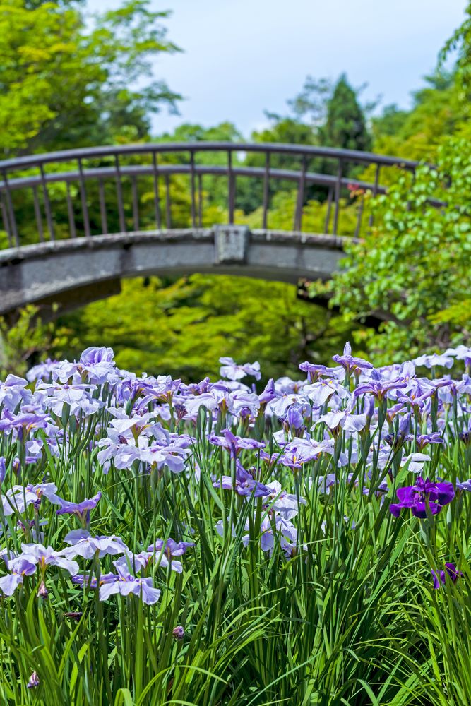 芸術の森公園の画像 - 2枚目