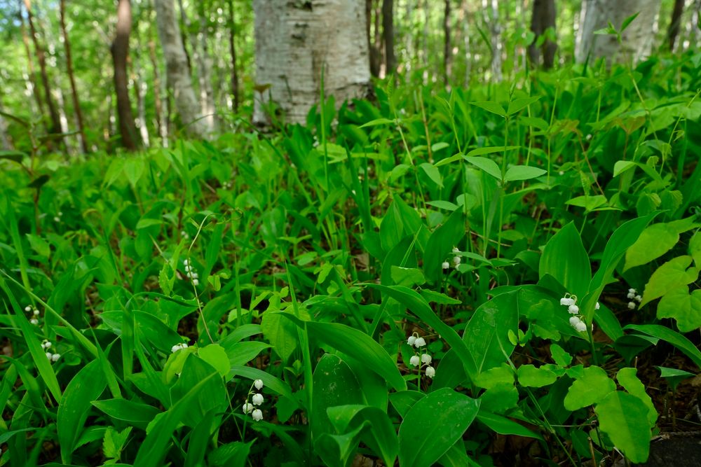 芦川のすずらん群生地