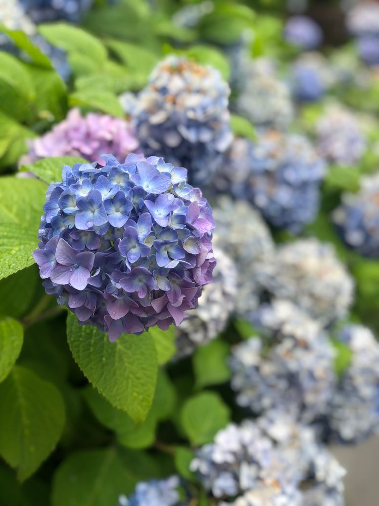 築地本願寺の画像 - 3枚目