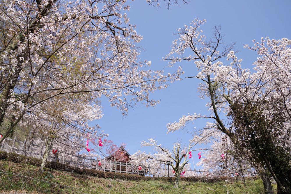 丸山公園の画像 - 4枚目