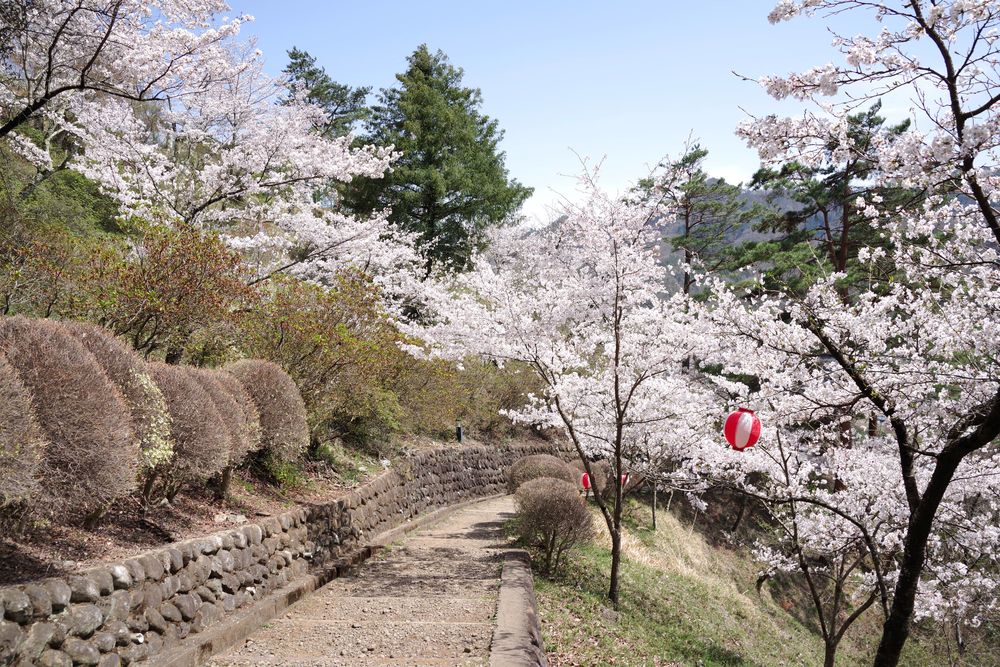 丸山公園の画像 - 5枚目