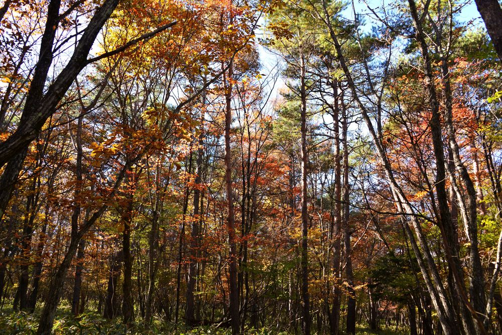 山梨県立八ヶ岳自然ふれあいセンターの画像 - 3枚目