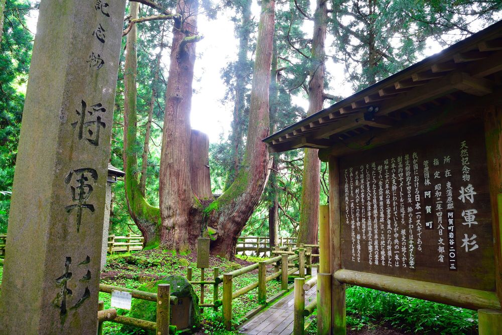 将軍杉の画像 - 2枚目