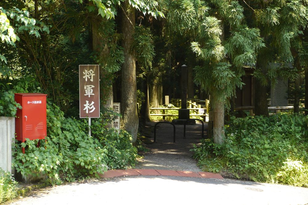 将軍杉の画像 - 3枚目