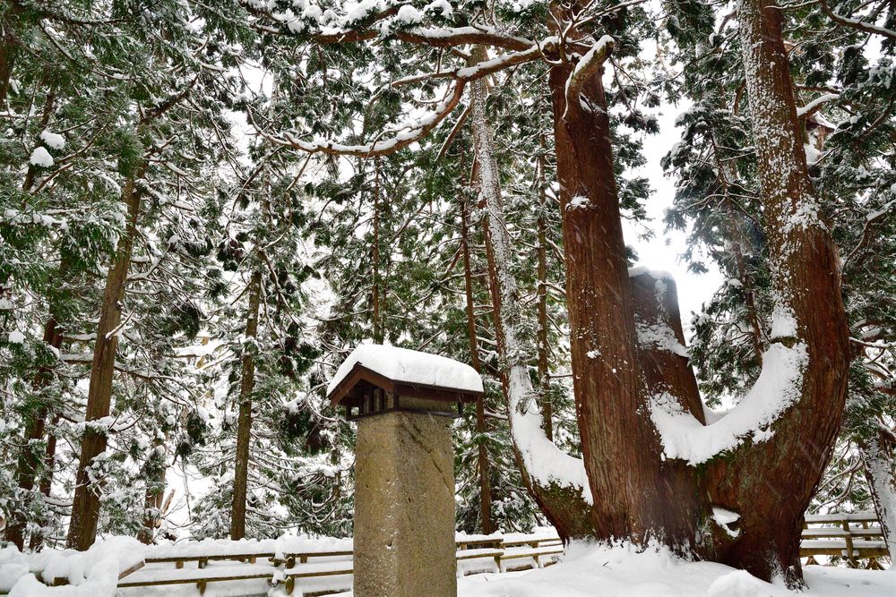 将軍杉】の周辺スポット・アクセス・口コミ - Prism Japan