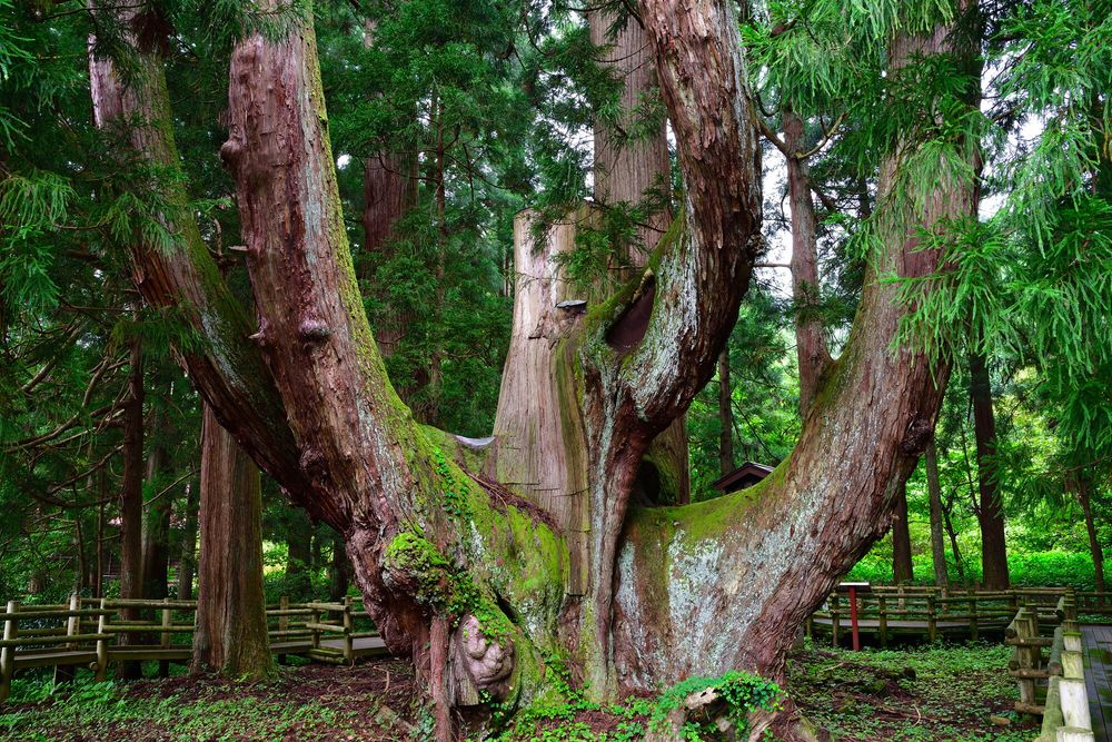 将軍杉】の周辺スポット・アクセス・口コミ - Prism Japan