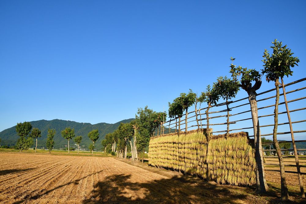 夏井のはさ木並木】の周辺スポット・アクセス・口コミ - Prism Japan