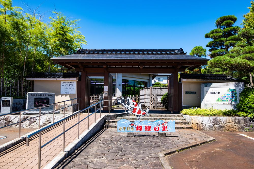 錦鯉の里の画像 - 2枚目