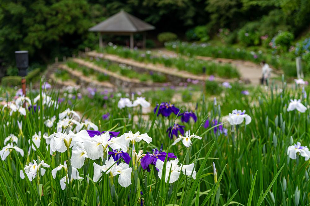 卯辰山公園の画像 - 6枚目