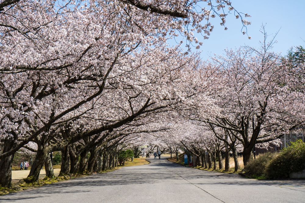 加賀市中央公園の画像 - 2枚目
