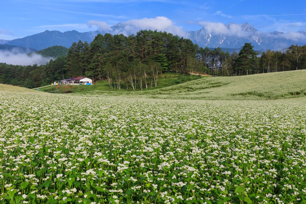 中山高原の画像 - 2枚目