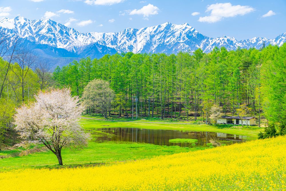 長野県 大町市 中山高原 ペット