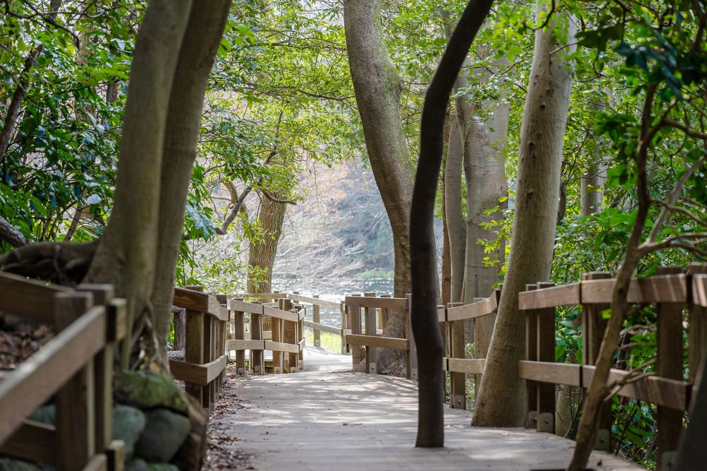 柿田川公園の画像 - 2枚目