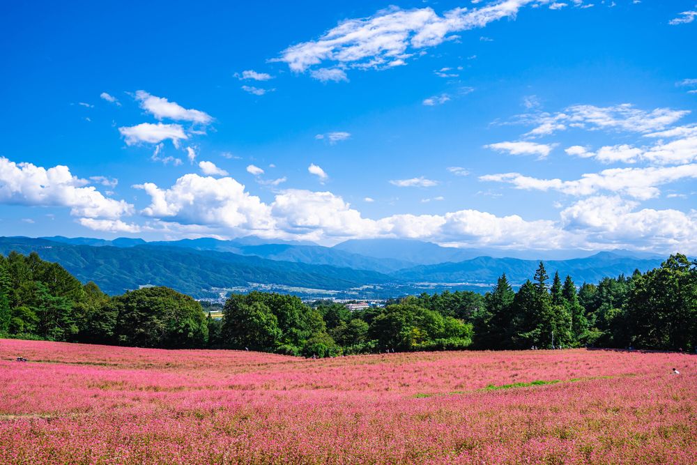 赤そばの里の画像 - 2枚目