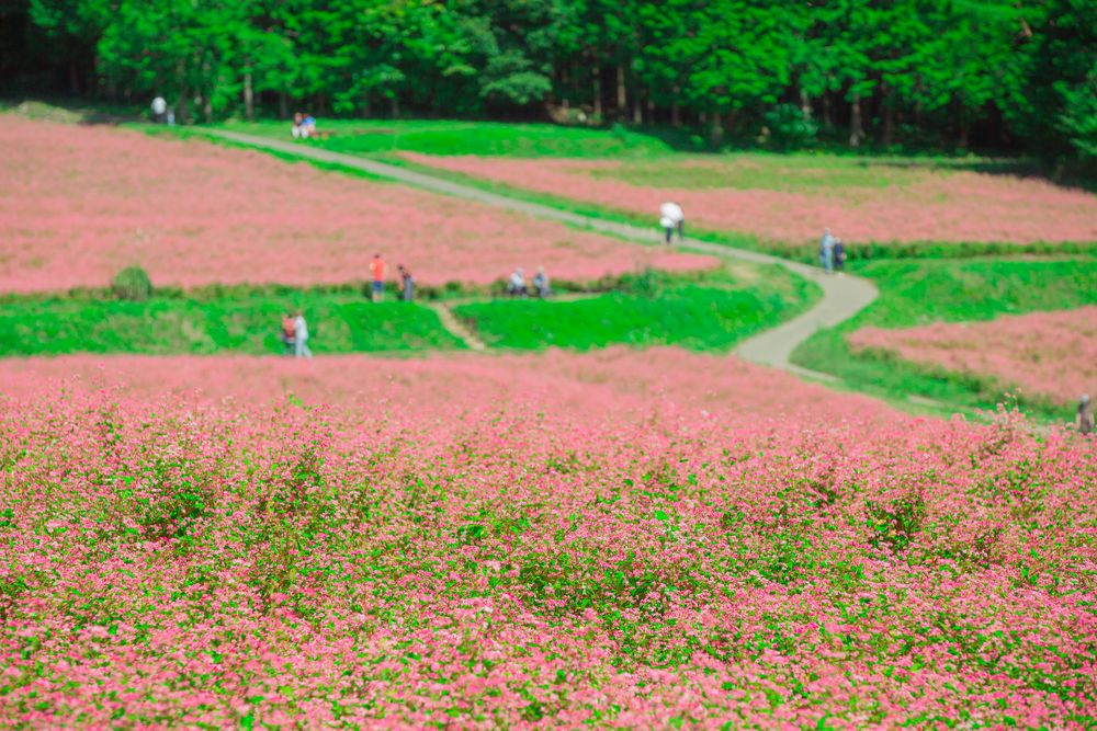 赤そばの里の画像 - 3枚目